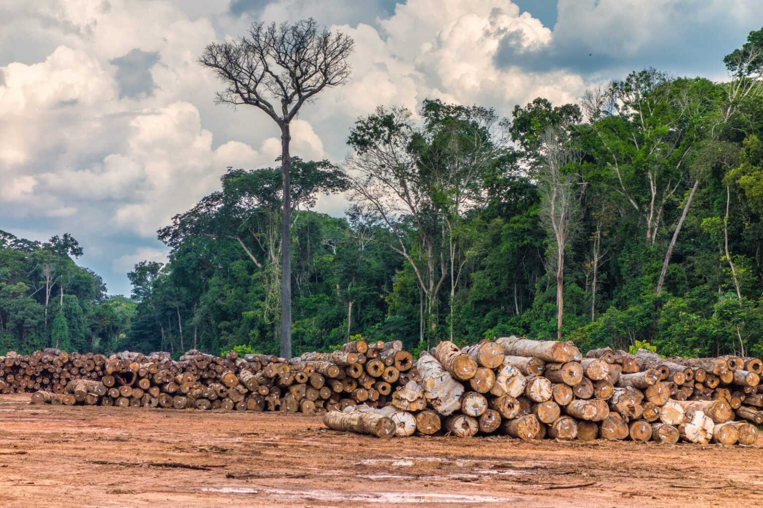 Exploração ilegal de madeira no Amazonas tem alta de 9%.