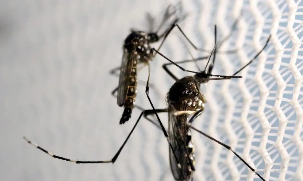 Especialistas projetam até 1,8 milhão de casos de dengue no Brasil em 2026; autoridades reforçam prevenção também em municípios como Caetité.